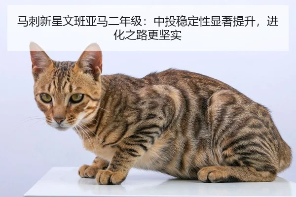 ma-ci-xin-xing-wen-ban-ya-ma-er-nian-ji-zhong-tou-wen-ding-xing-xian-zhu-ti-sheng-jin-hua-zhi-lu-geng-jian-shi-2-487.jpg